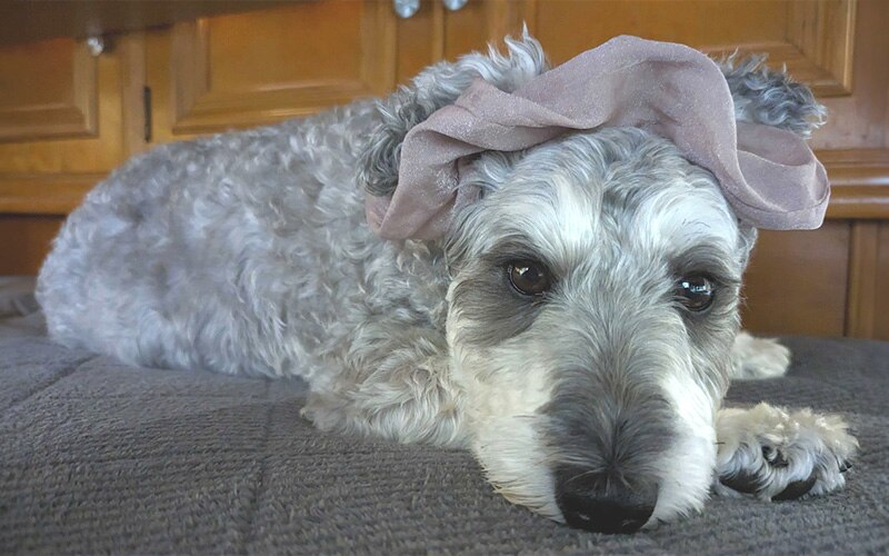 �l���H�ׂ܂�